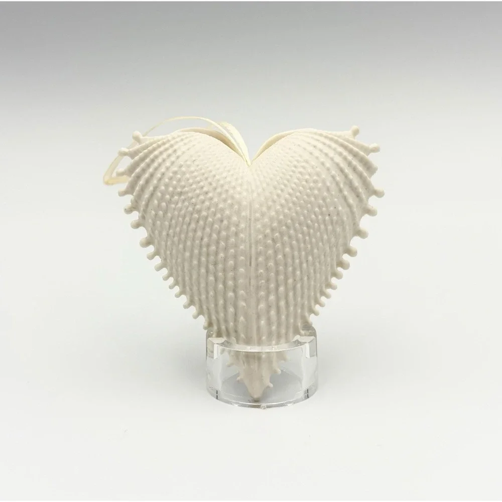 Margaret Furlong Bisque Porcelain Heart Seashell Ornament Wings Of Love 2.5